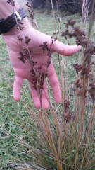 Juncus kraussii