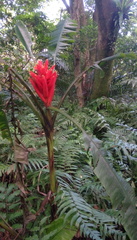 Musa coccinea