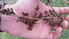 Juncus kraussii