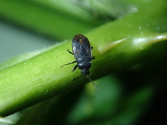 Stygnocoris fuligineus