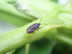 Stygnocoris fuligineus