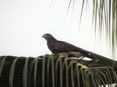 Parabuteo unicinctus unicinctus