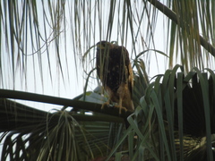 Parabuteo unicinctus unicinctus
