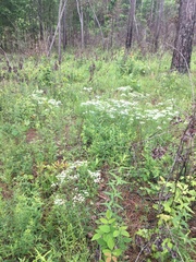 Sericocarpus linifolius