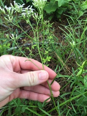 Sericocarpus linifolius