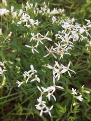 Sericocarpus linifolius