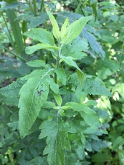 Dasistoma macrophylla