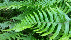 Microlepia hookeriana