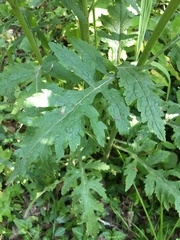 Dasistoma macrophylla