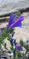Echium plantagineum