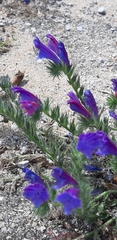Echium plantagineum