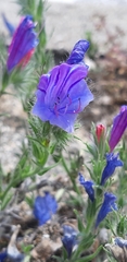 Echium plantagineum