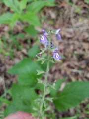 Salvia urticifolia