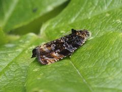 Syricoris