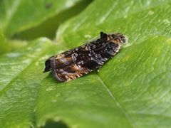 Syricoris