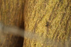 Cephalotes goniodontus