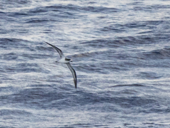 Pterodroma sandwichensis