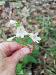 Penstemon