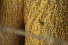 Cephalotes goniodontus