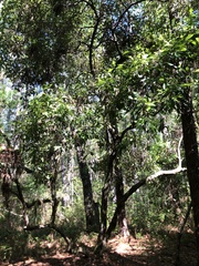 Cartrema americana