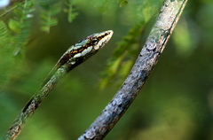 Thelotornis capensis capensis