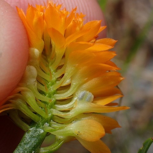 orange milkwort