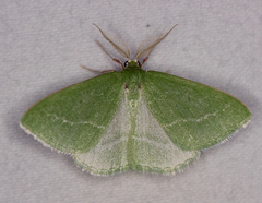 Synchlora faseolaria