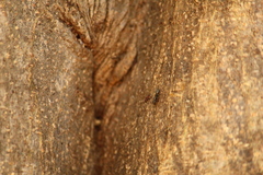 Cephalotes goniodontus