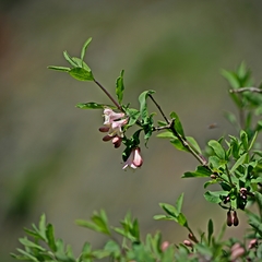 Lonicera pyrenaica
