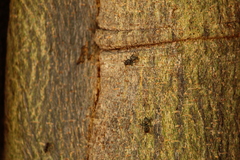 Cephalotes goniodontus