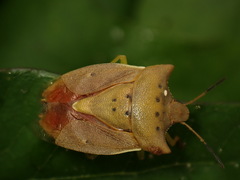 Lelia decempunctata