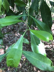 Cartrema americana