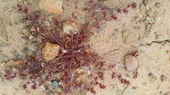 Chorizanthe polygonoides longispina