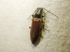 Acteniceromorphus sagiticollis