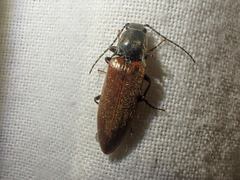 Acteniceromorphus sagiticollis