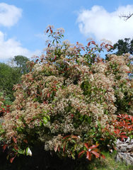 Photinia × fraseri