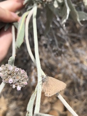 Satyrium auretorum
