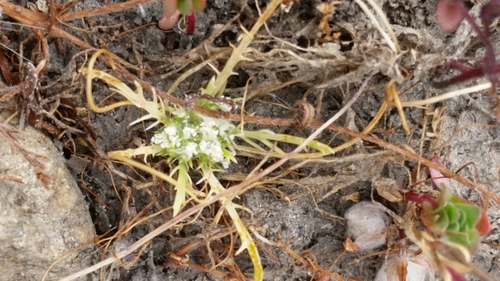 Image of Navarretia prostrata by (c) Millie Basden, some rights reserved (CC BY)