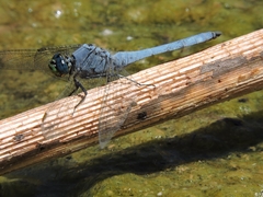 Erythemis collocata
