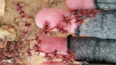 Chorizanthe polygonoides longispina