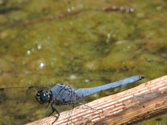 Erythemis collocata