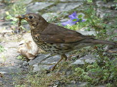 Turdus philomelos