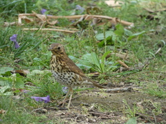 Turdus philomelos