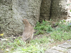 Turdus philomelos