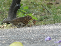 Turdus philomelos