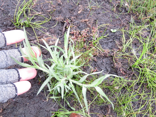 Image of Orcuttia californica by (c) Millie Basden, some rights reserved (CC BY)