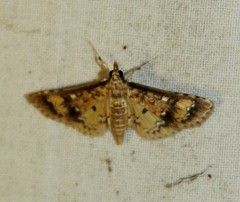 Niphograpta albiguttalis