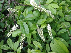 Itea