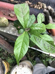 Cordia alliodora