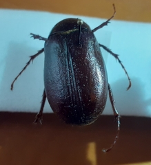 Phyllophaga drakii